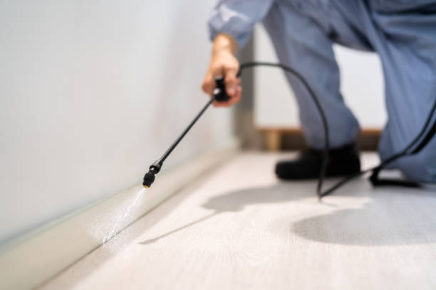 Professional exterminator conducting IPM assessment in Larch Way