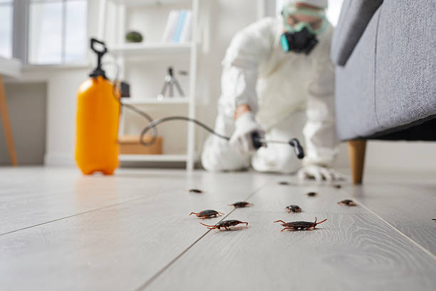 Post-Treatment Bed Bug Interceptor Monitoring in Larch Way